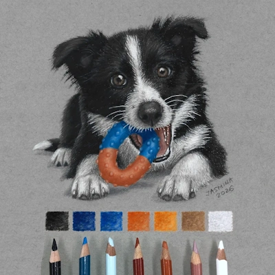 realistic colored pencil drawing border collie puppy dog pencil swatches gray paper.