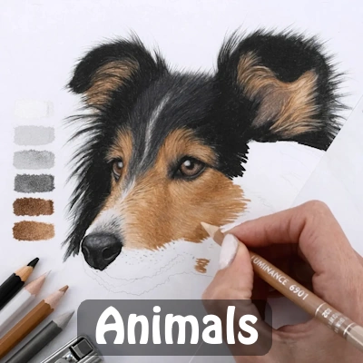 beautiful realistic colored pencil drawing in progress sheltie dog step by step tutorial.