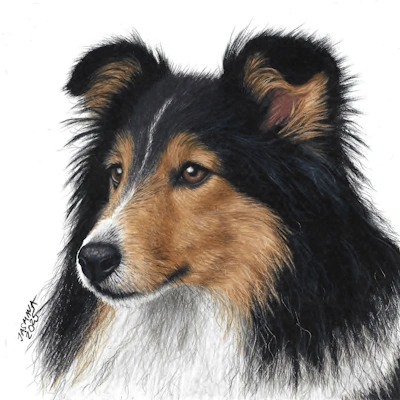 colored pencil drawing sheltie dog